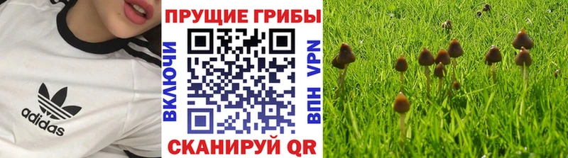Псилоцибиновые грибы Psilocybine cubensis  Кораблино 